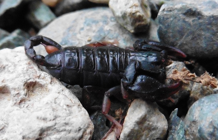 Euscorpius sp dalla Liguria